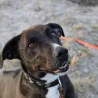 Bonny, gut erzogen, Hündin zur Adoption