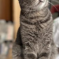 Sonya, Katze zur Adoption