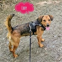 Ebby braucht ein neues Zuhause, Hündin zur Adoption