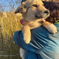 Welpe Hildi 5 Monate, Hündin zur Adoption