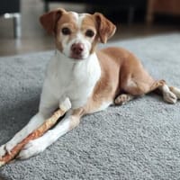 Paris, verschmust, lernfreudig, offen, Hündin zur Adoption