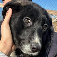 Woopy, suche zuverlässige Menschen, Hündin zur Adoption