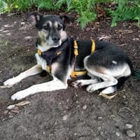 Johnny ❤sucht Für-Immer-Zuhause, Hund zur Adoption
