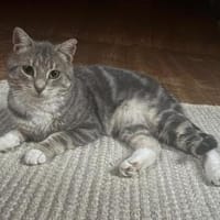 Kari, zarte Samtpfote sucht, Katze zur Adoption