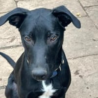 Carlos - coole Socke - echter Goldschatz, Hund zur Adoption