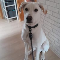 Lui sucht sein Für-immer-Zuhause, Hund zur Adoption