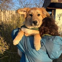 Welpe ivy 5 Monate, Hündin zur Adoption