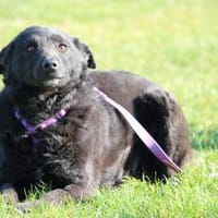 Sina sucht ihre für immer Zuhause...., Hündin zur Adoption