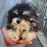 Gomez  in 77776 Bad Rippoldsau, Hund zur Adoption