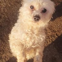 Bobo in  46514 Schermbeck, Hund zur Adoption