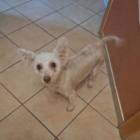 Fine - ein eigenes Zuhause wäre schön, Hündin zur Adoption