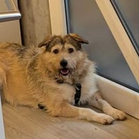 Freundliche Mia sucht Ihre Familie, Hündin zur Adoption