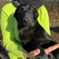 Dante - offener Junghund, Hund zur Adoption