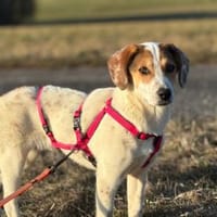 Süße Rox sucht Zuhause, Hündin zur Adoption