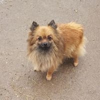 Maszat  in 52391 Vettweiß, Hündin zur Adoption