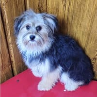 Cuki  in 94137 Bayerbach, Hündin zur Adoption