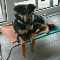 Zulu, großes Herz mit viel Potenzial, Hund zur Adoption