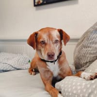 Bingo-agil, verschmust und verspielt, Hund zur Adoption