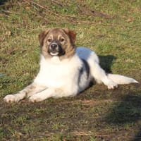 Calista - Körbchen zum Träumen gesucht, Hündin zur Adoption