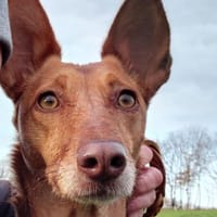 ZORA, Hündin zur Adoption