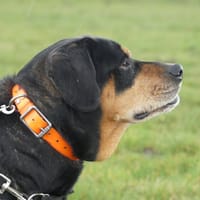 FALCO, chien à adopter