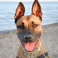 Riley, chien à adopter