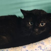 OSLO, chat à adopter