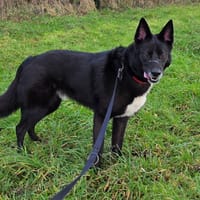 Baloo, chien à adopter