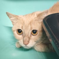 MR PATATE, chatte à adopter