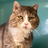 Pupuce [FIV+], chat à adopter