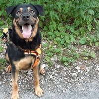 Orion, chien à adopter