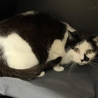 Cannelle CAB5286, chatte à adopter