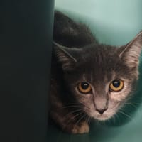 TOUDINCOU, chatte à adopter