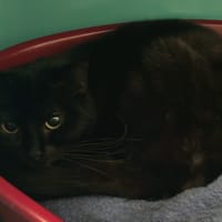 WANDA, chatte à adopter