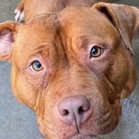 Tizzy, chienne à adopter