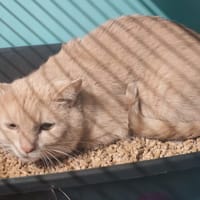 FERHY LE PAUME, chatte à adopter