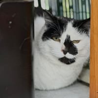 Lidy, chatte à adopter