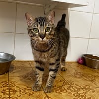 Nemo, chat à adopter