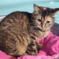 CARAMEL, chatte à adopter