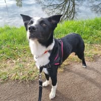 URUS, chien à adopter