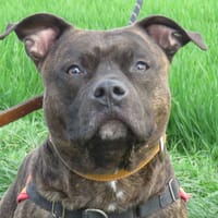 NASH, chien à adopter