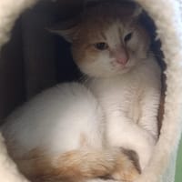 Nougat, chat à adopter