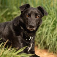 Ned, chien à adopter