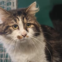 BATAILLE, chat à adopter