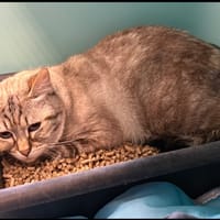 CASSIE, chatte à adopter