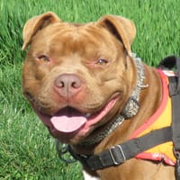 PEPPER, chien à adopter