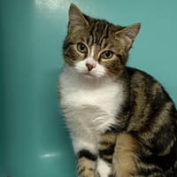 NIKOS, chat à adopter