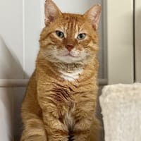 Leonard, chat à adopter