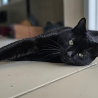 REGLISSE, chat à adopter