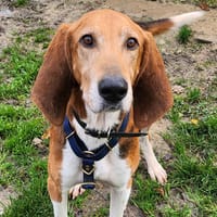 PEPIN CHAO, chien à adopter